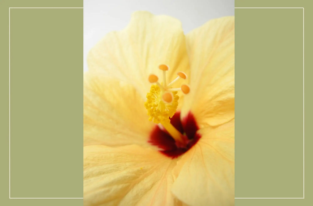Hibiscus for skin