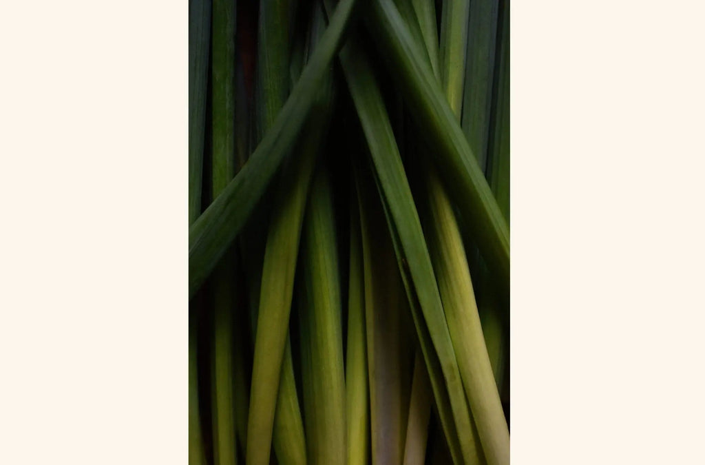 Lemongrass oil for skin - EKÓ BOTANICALS