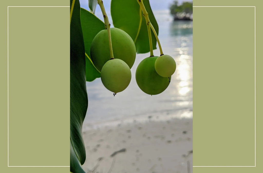 Tamanu oil for skin - EKÓ BOTANICALS